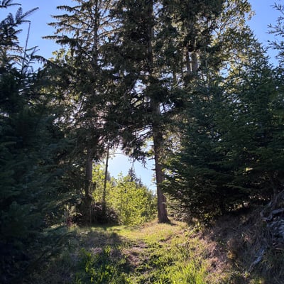 Lerndenenweekend Wald