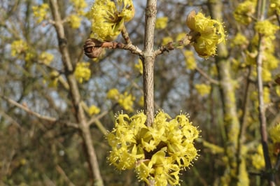 Ornithologischer Verein_1